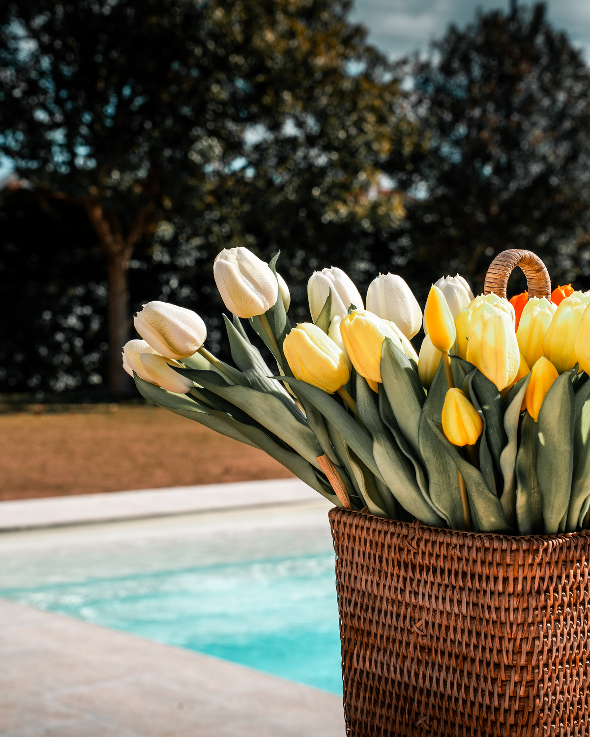 Tulipani mazzo